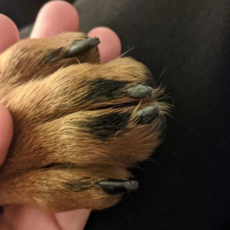 Pet paw